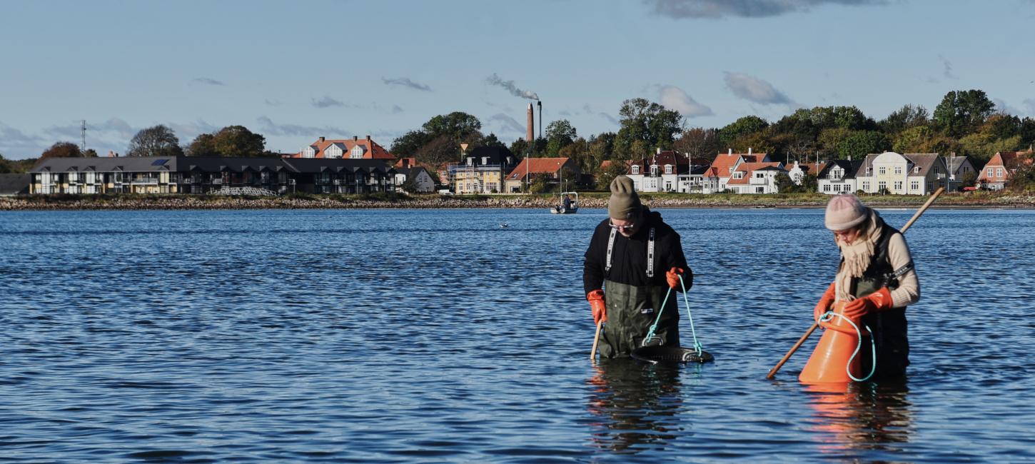 Østerssafari